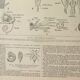 Gravure ancienne 1922 - Anatomie des insectes