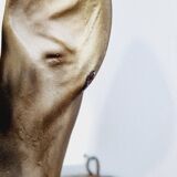 Ceramic deer head trophy