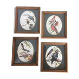 Bird illustrations under frame