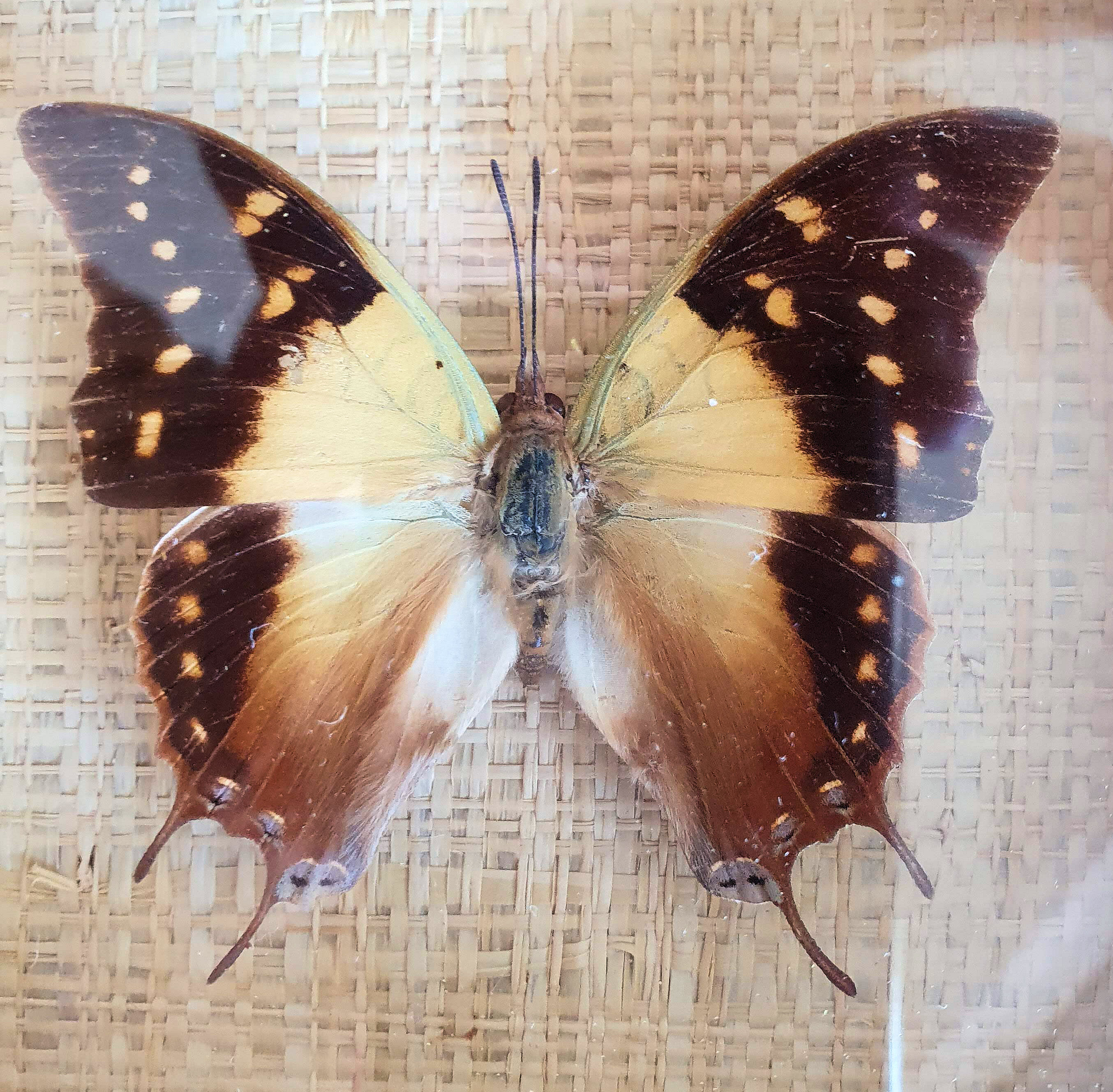 Naturalized butterfly