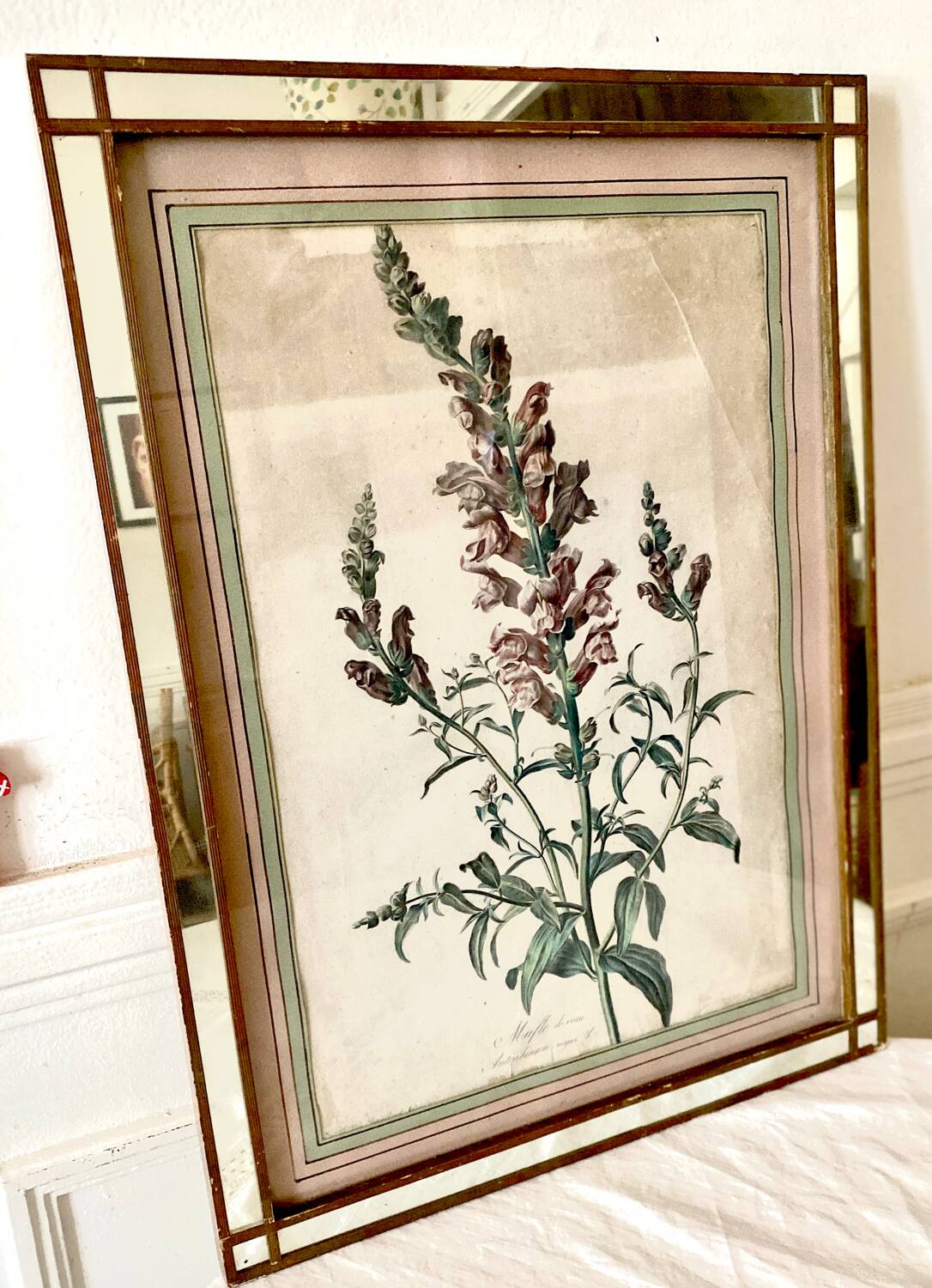 Botanical lithograph frame