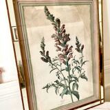 Botanical lithograph frame