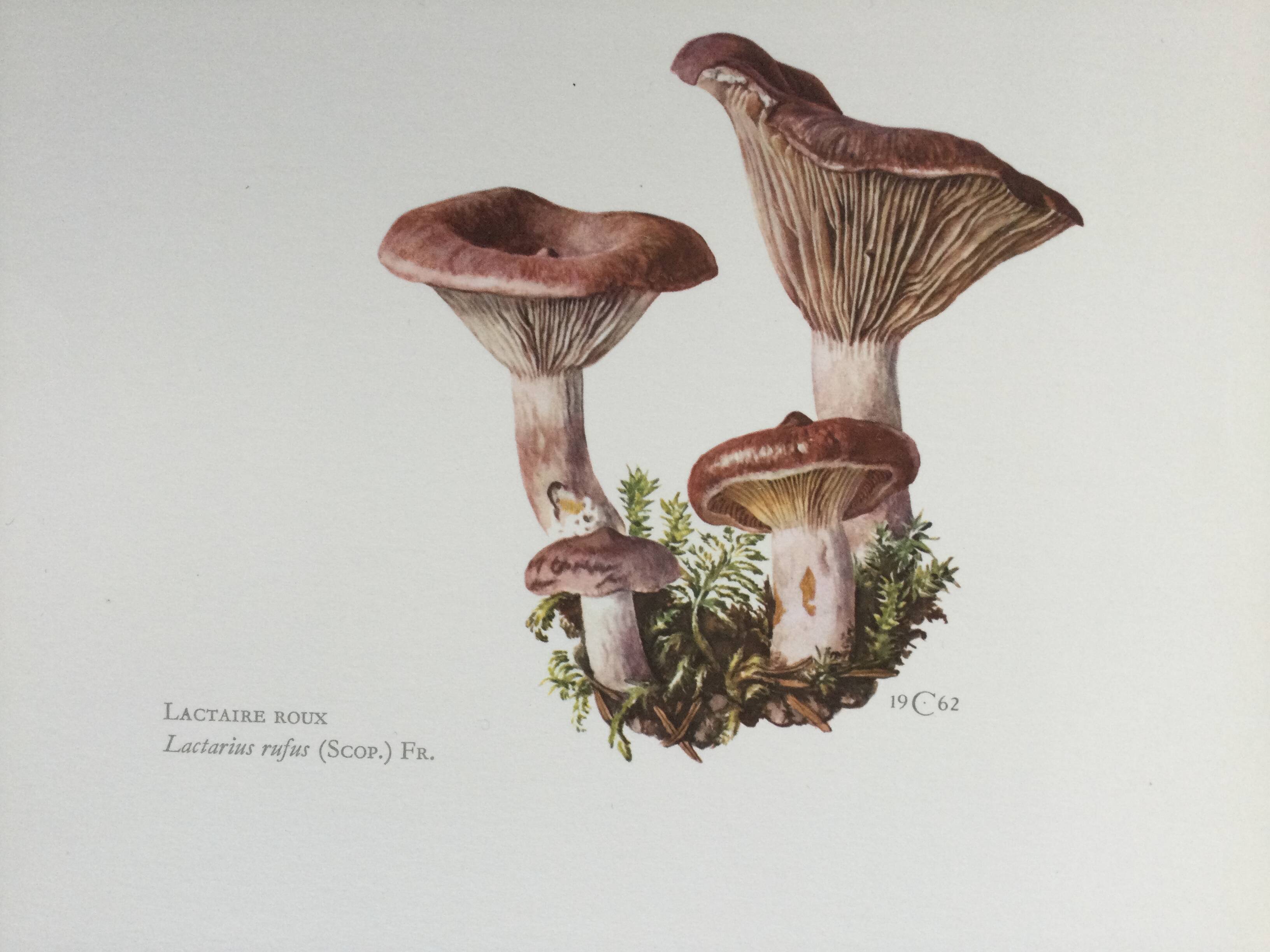 Botanical illustration "mushrooms", 1960s