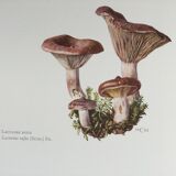 Botanical illustration "mushrooms", 1960s
