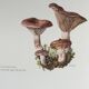 Illustration botanique "champignons", années 60