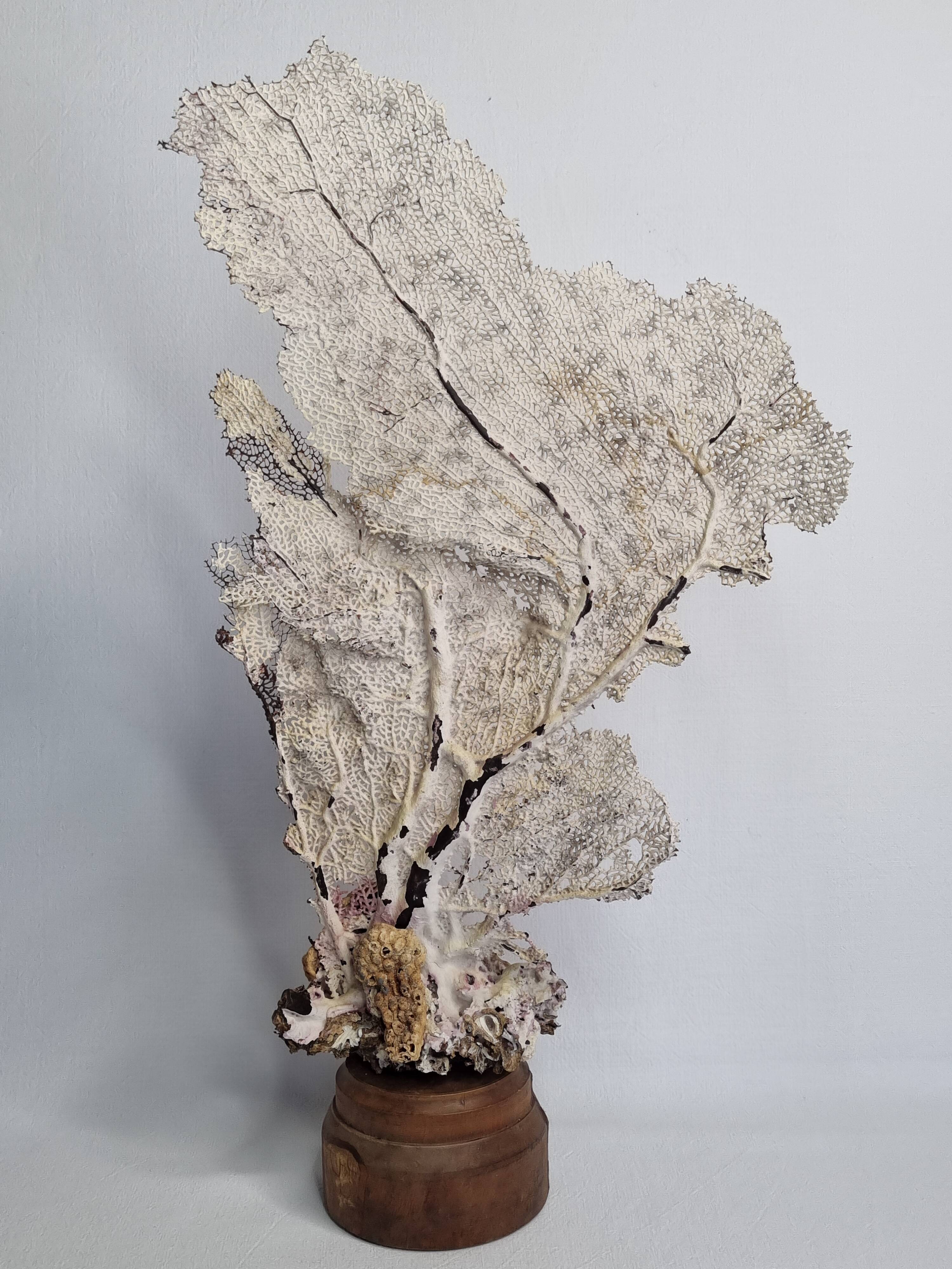 Large natural fan coral on wooden base, Height 47 cm
