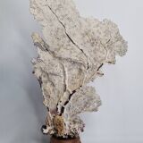 Large natural fan coral on wooden base, Height 47 cm