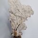 Large natural fan coral on wooden base, Height 47 cm