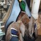 Taxidermie canard col vert