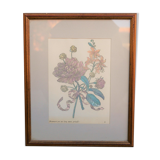 Vintage botanical poster