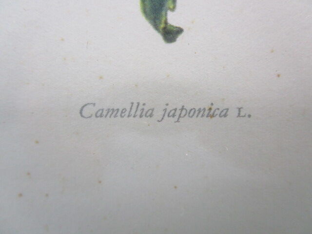 Antique botanical engraving