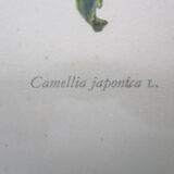 Antique botanical engraving