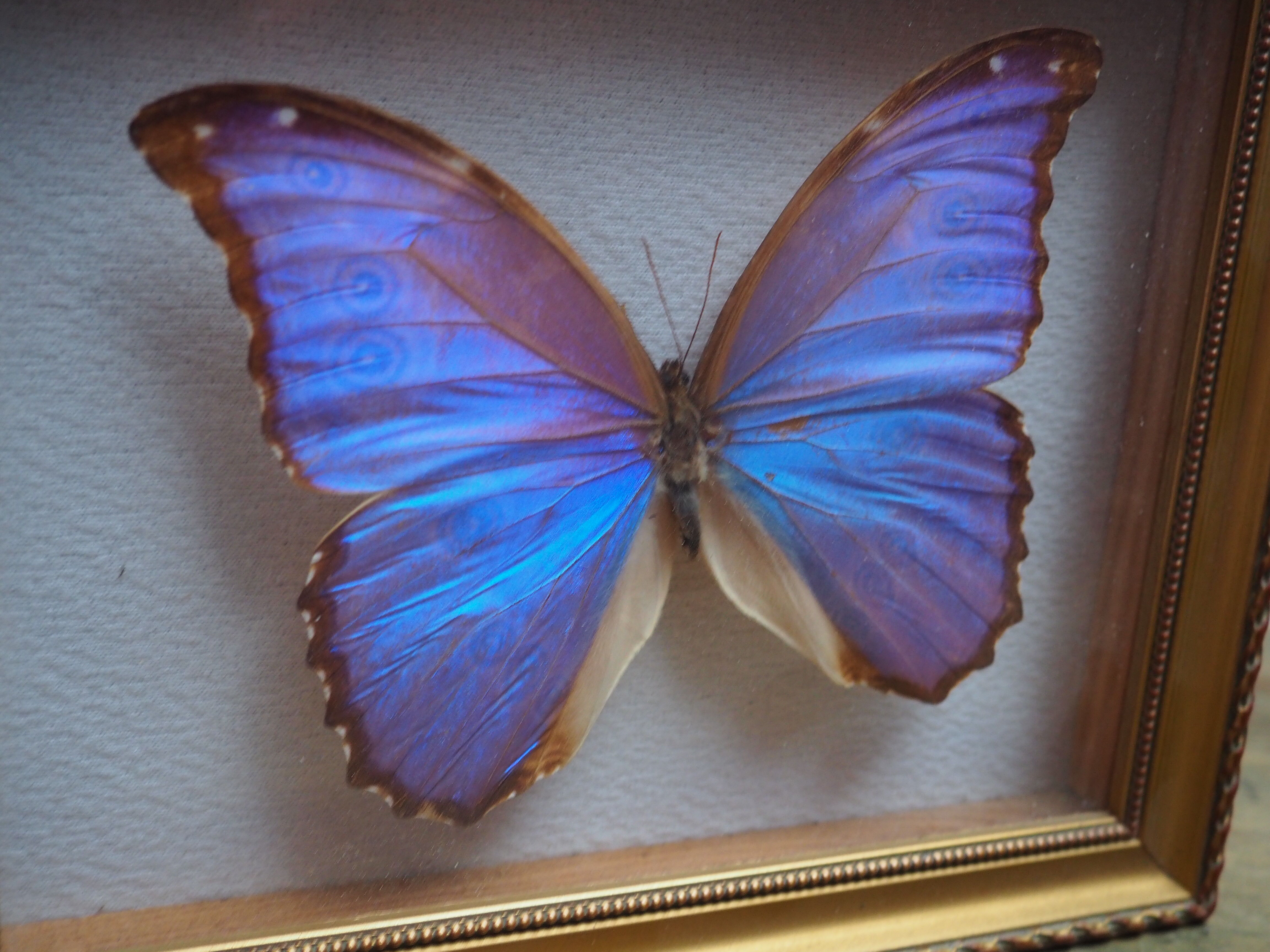Former executive butterfly under glass