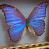 Former executive butterfly under glass
