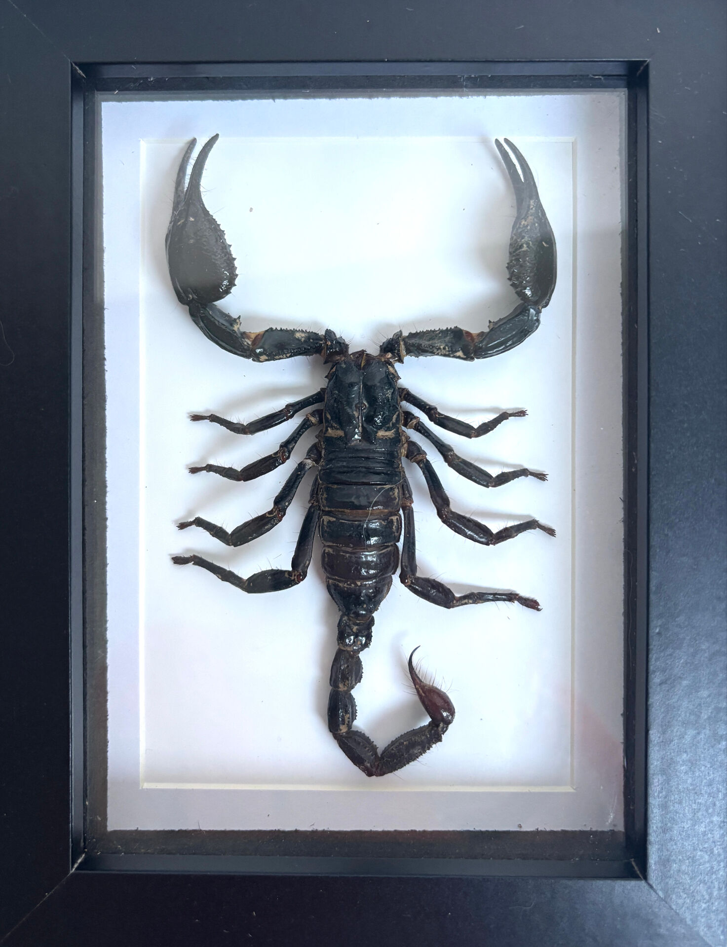 Taxidermie d'un scorpion