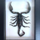 Taxidermie d'un scorpion