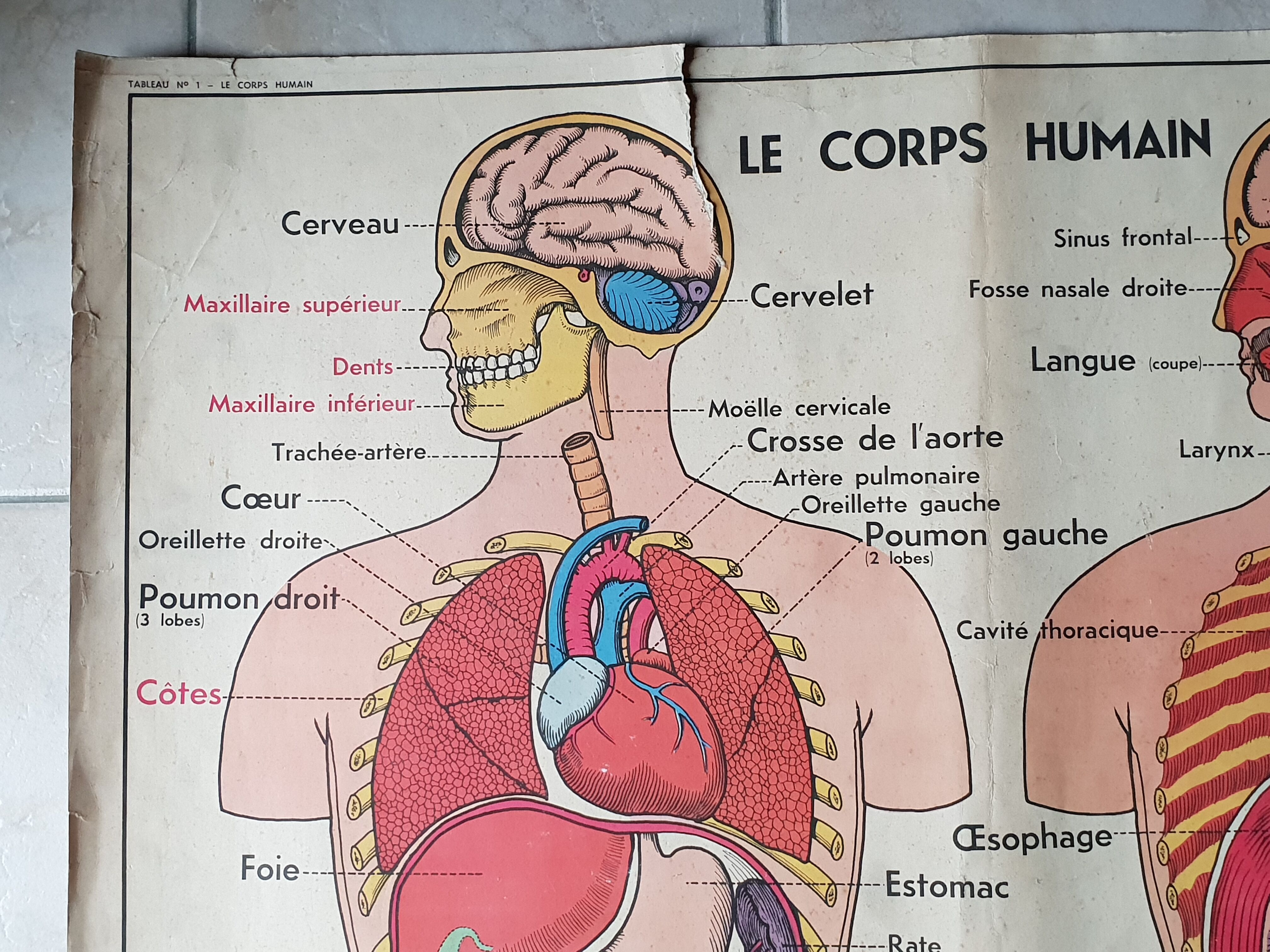 Poster school -  our muscles and human body