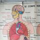 Poster school -  our muscles and human body