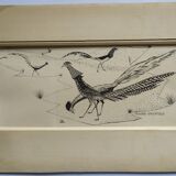 Gravure "Faisans Orientaux" 1950's