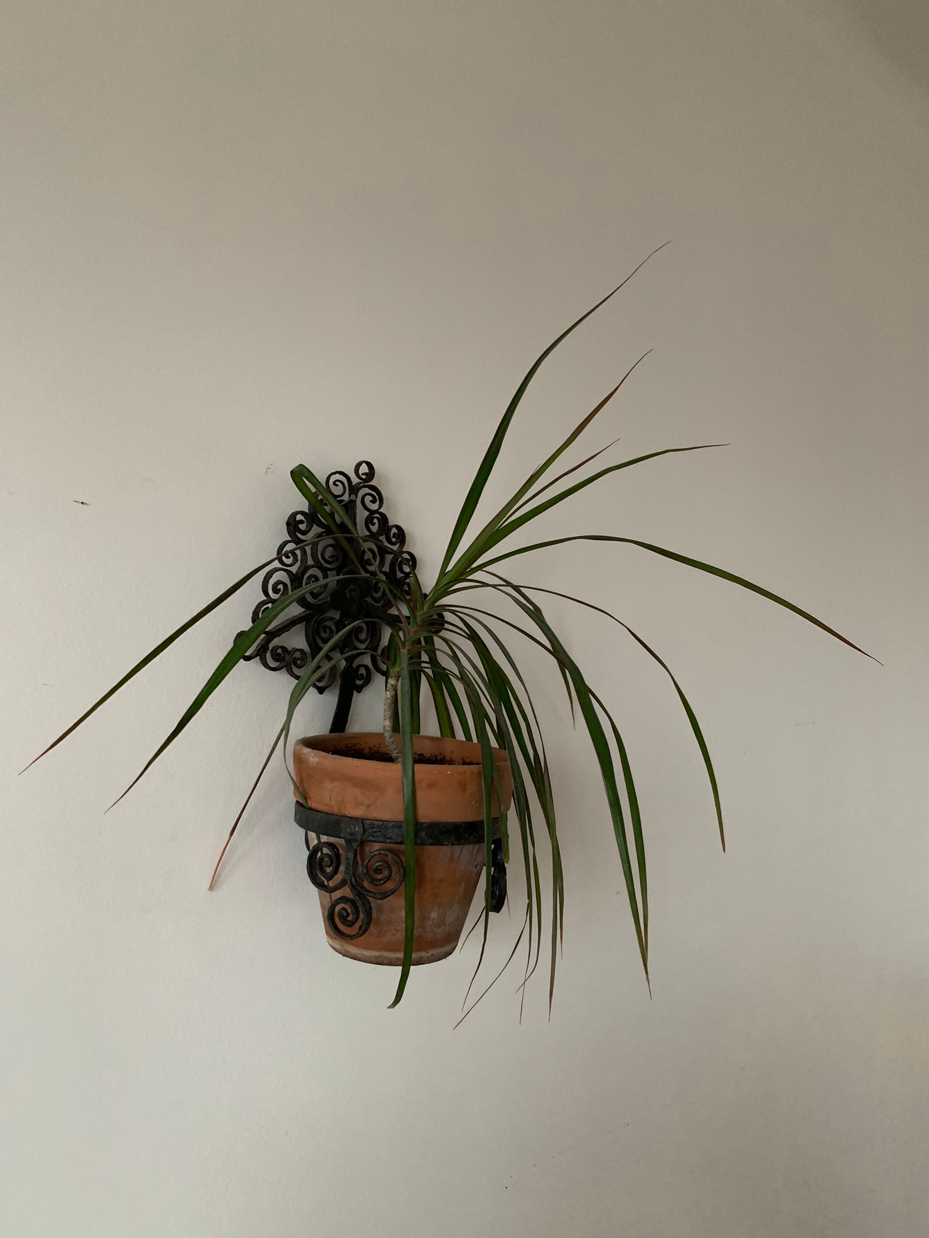 Old wall plant door