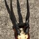 Ancient Grand Koudou Hunting Trophy on Exotic Wooden Base Artric Massacre