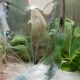 Pinched crystal vase engraved with vintage marine motifs