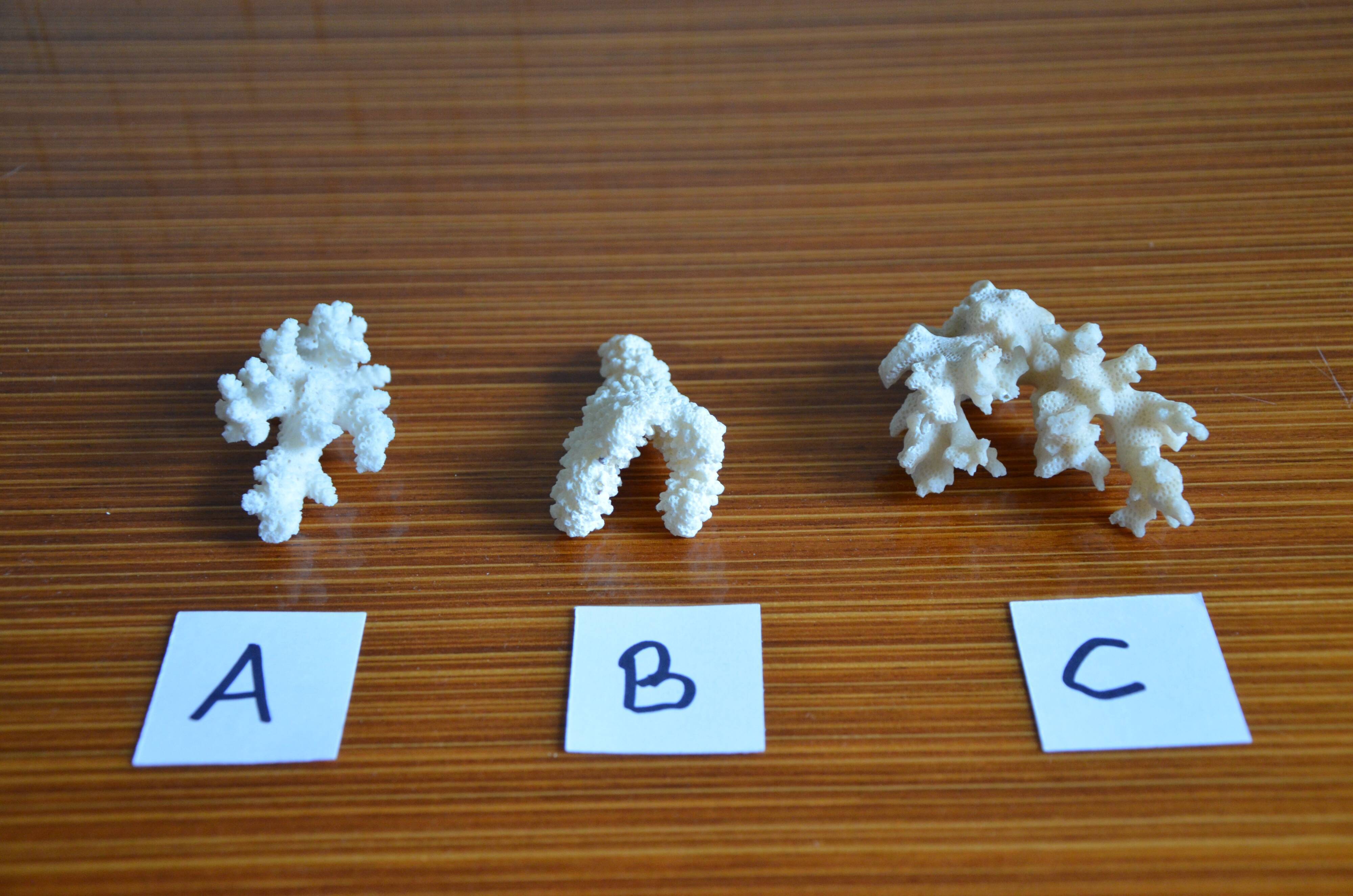 Lot of 3 pieces of coral