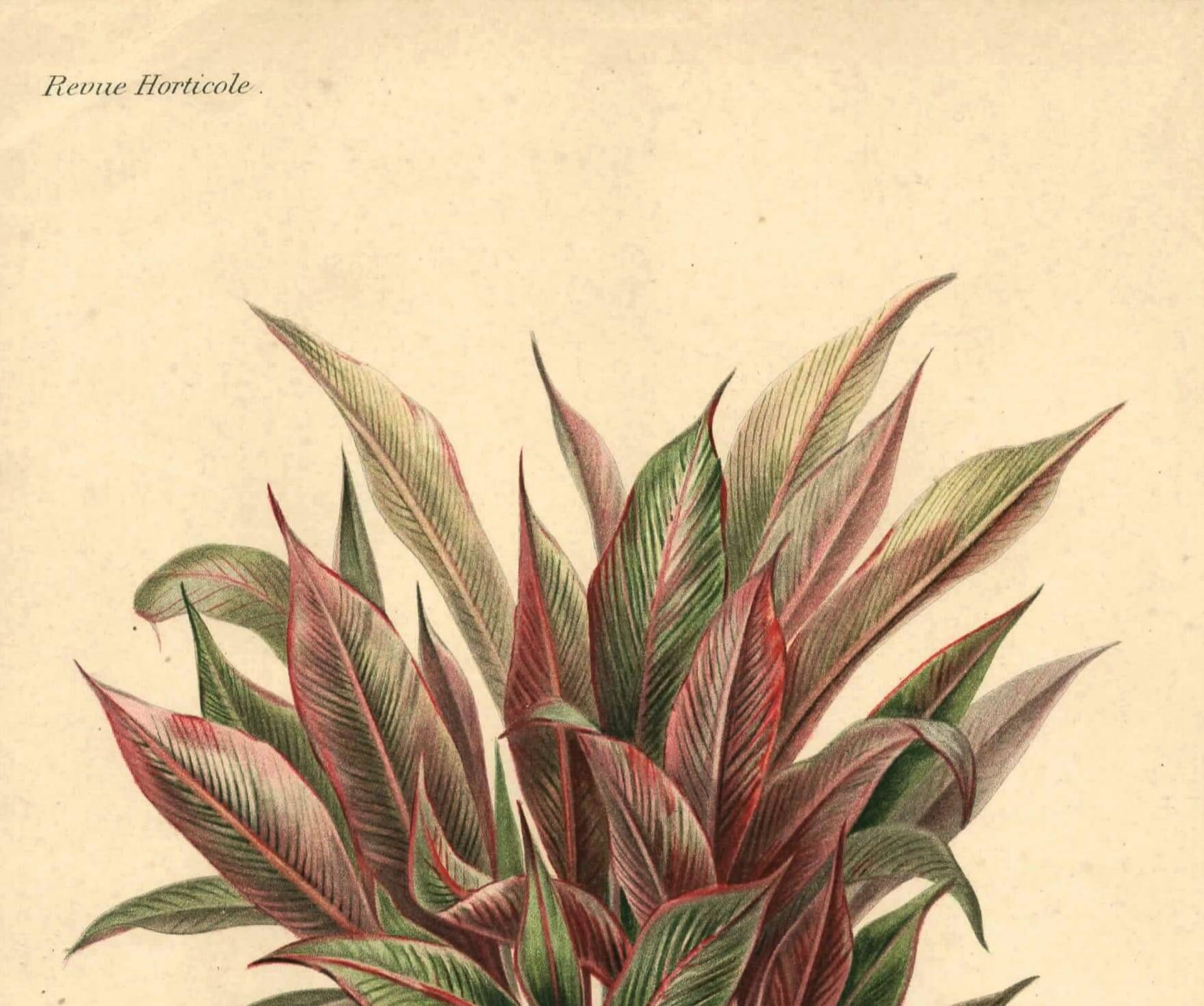 Botanical engraving from 1896 by Descamps-Sabouret • Heliconia illustris • Old lithograph
