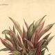 Botanical engraving from 1896 by Descamps-Sabouret • Heliconia illustris • Old lithograph