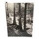 Bernard Darot film photograph, Flow of light in the forest, Nantes Club