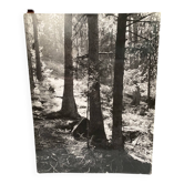 Photo argentique Bernard Darot Coulée de lumière en forêt Club Nantais