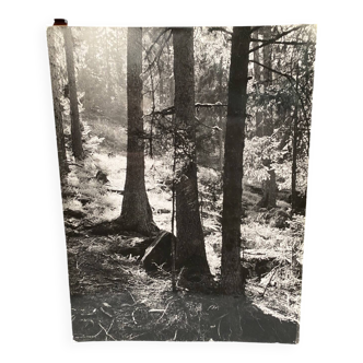 Bernard Darot film photograph, Flow of light in the forest, Nantes Club