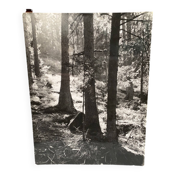 Photo argentique Bernard Darot Coulée de lumière en forêt Club Nantais