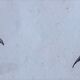 Original ornithological plate "horseshoe, cephaloth,... - Buffon 1838