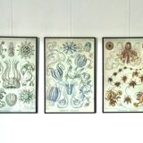 Triptyque Haeckel - « Formes artistiques de la nature » 40x60cm chacun