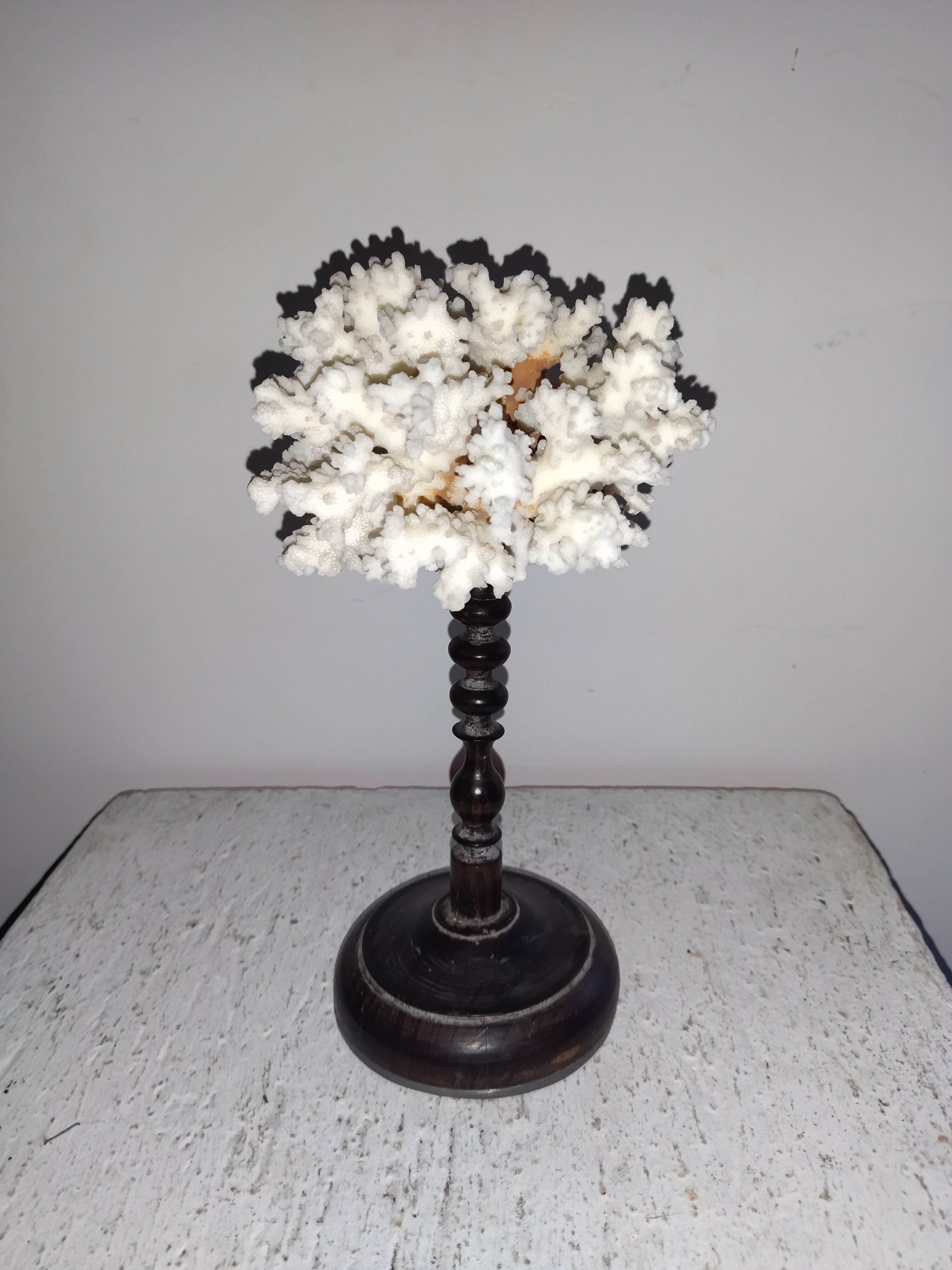 Ancient coral dated 1922 wood turned cabinet of curiosities