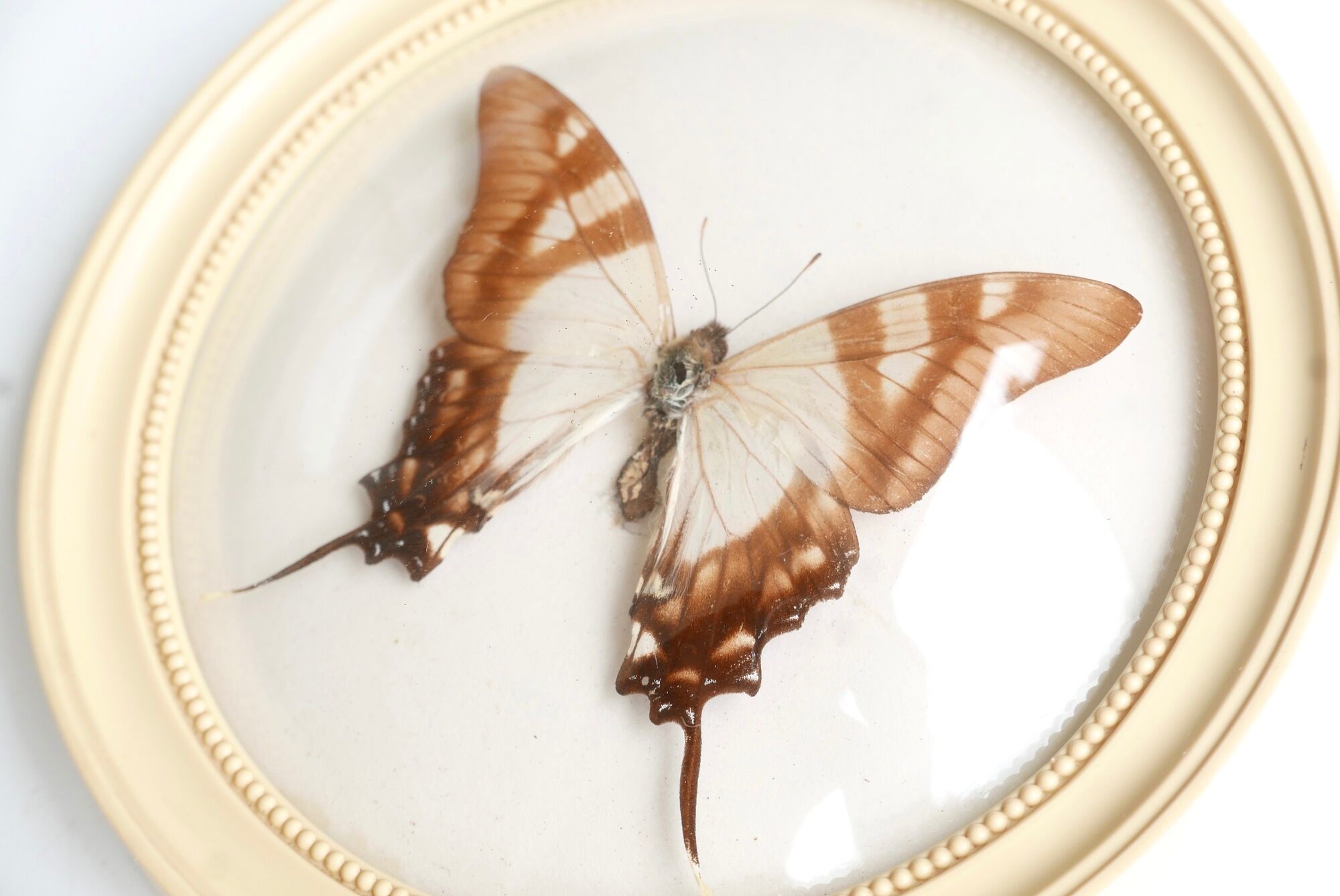 Cadre vitrine bombée : papillon naturalisé blanc et marron, années 60