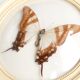 Cadre vitrine bombée : papillon naturalisé blanc et marron, années 60