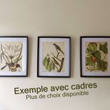 Gravure ancienne oiseau -Linotte Bleue- Planche ornithologique de Seligmann