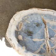 Petrified wood cup