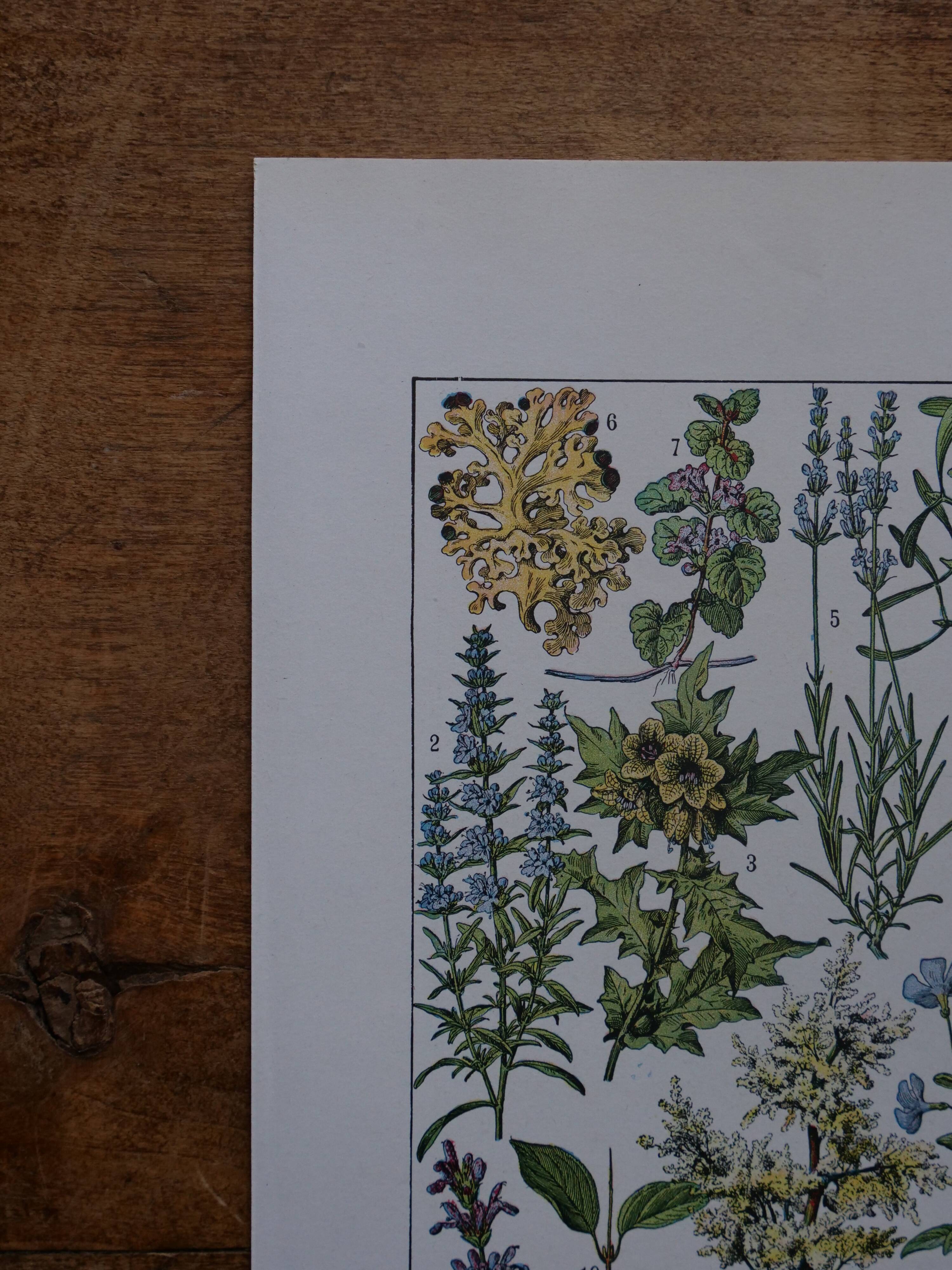 Original lithographs on medicinal plants