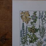 Original lithographs on medicinal plants