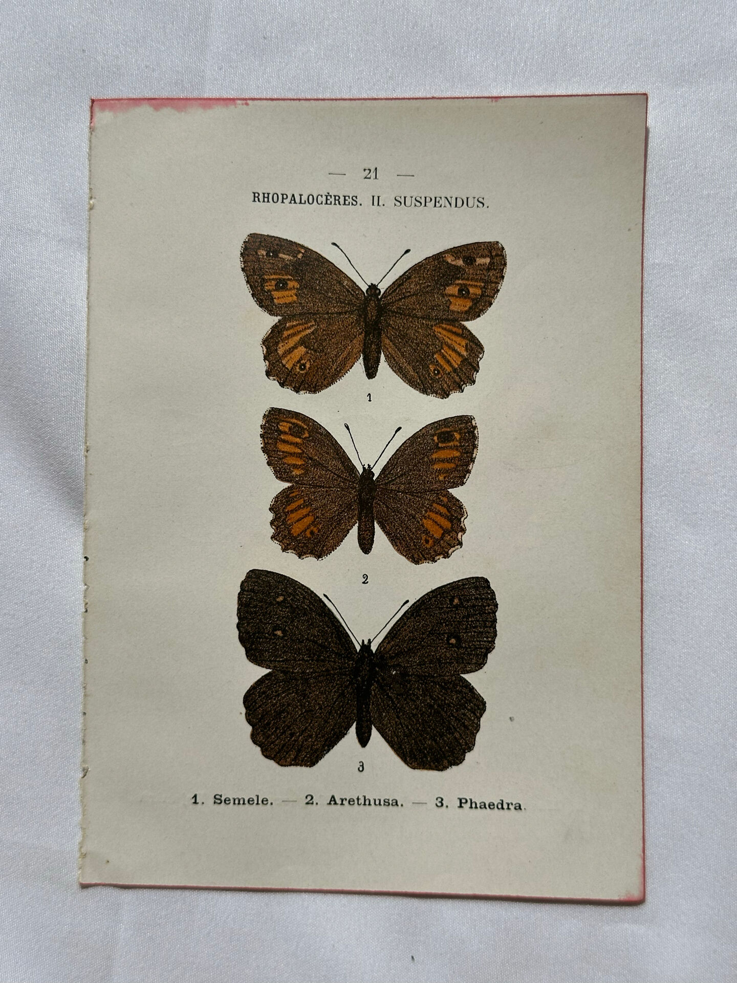 Botanical Plate 1800 Old naturalist engraving 19th century double-sided