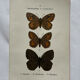 Botanical Plate 1800 Old naturalist engraving 19th century double-sided