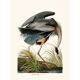 Vintage illustration of a grey heron, great heron in shades of blue.