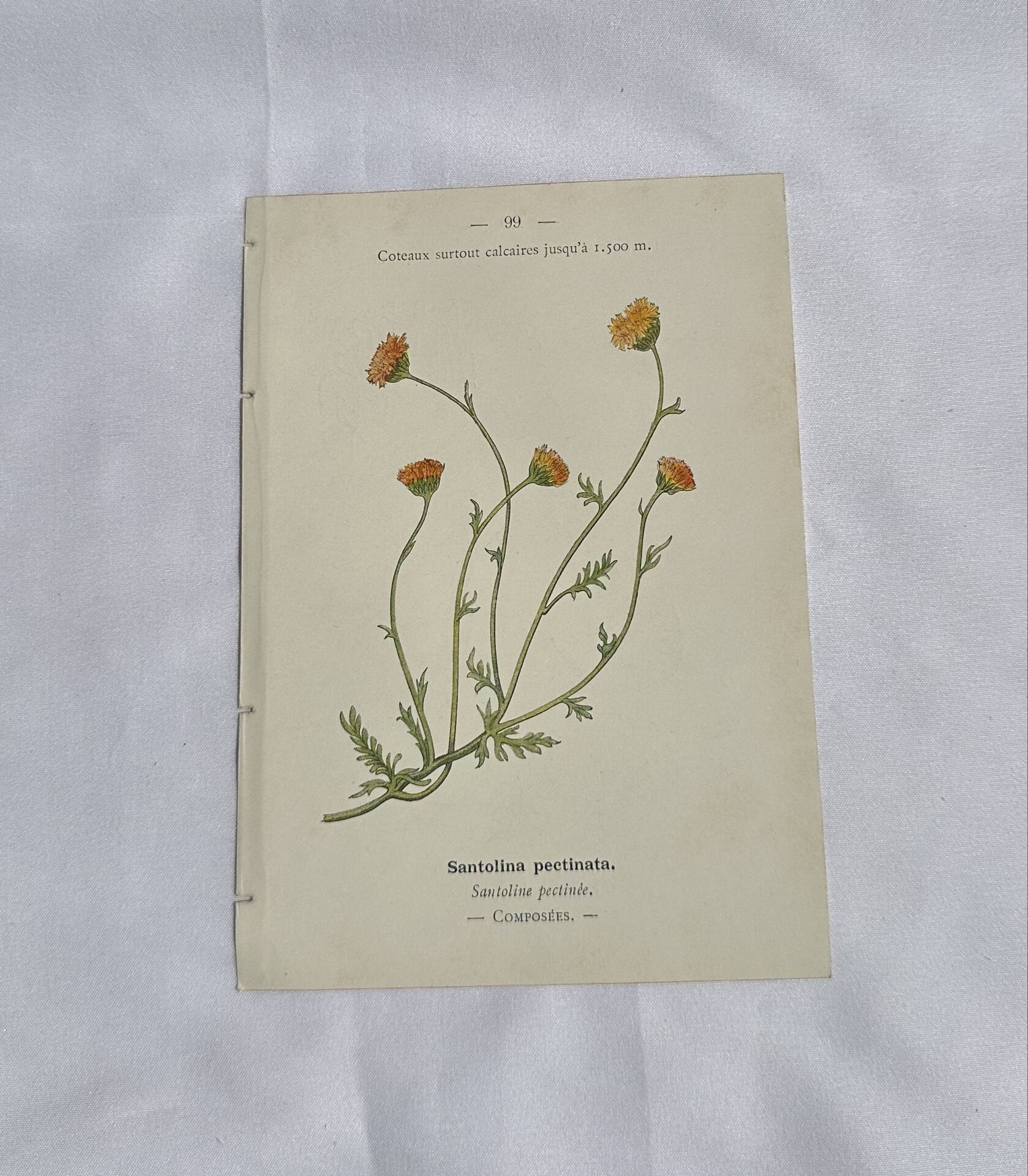 Gravure Botanique Ancienne XIXe – Lithographies Naturalistes  Fleurs &