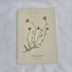 Gravure Botanique Ancienne XIXe – Lithographies Naturalistes  Fleurs &