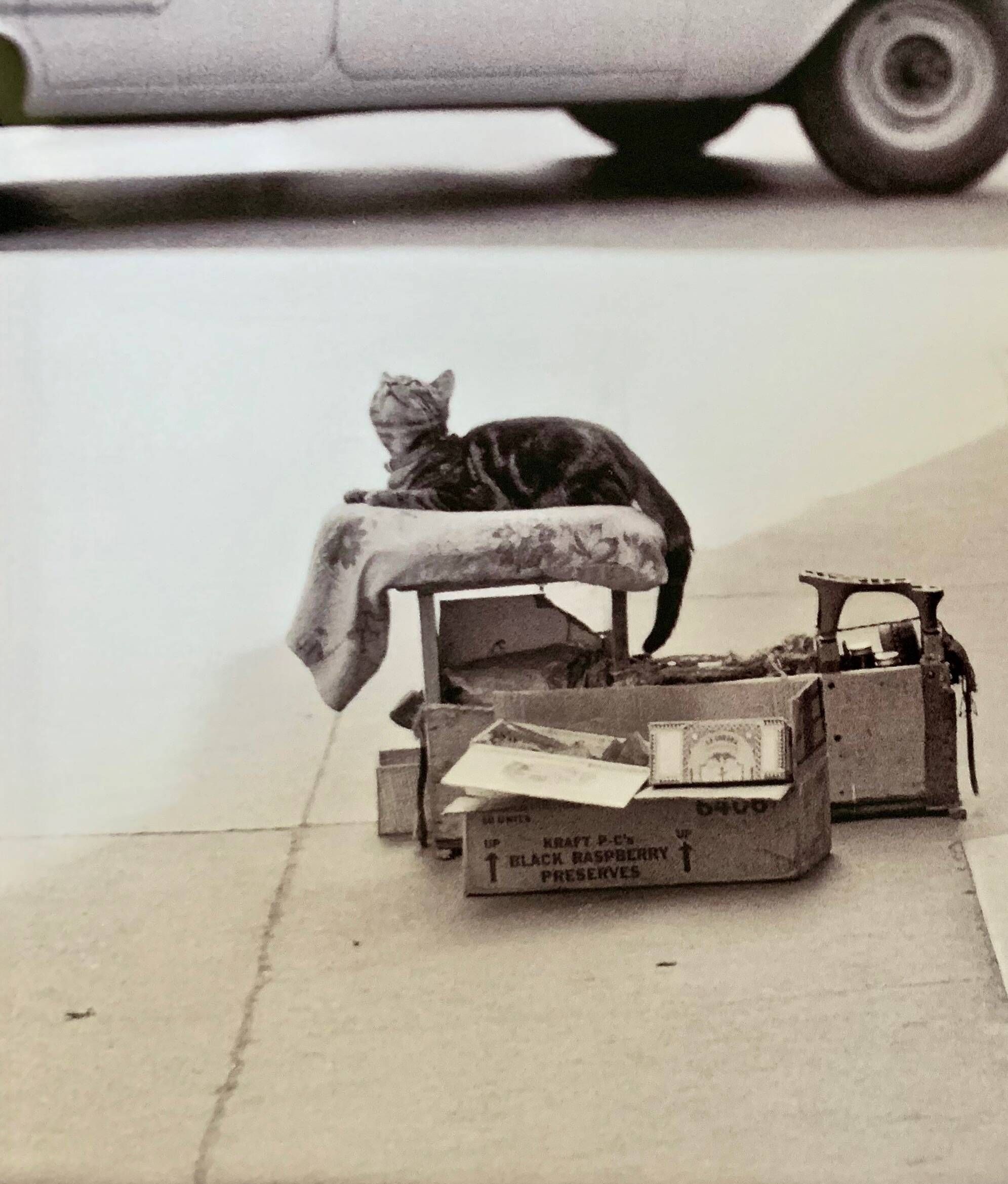 Chat & cireur – NYC 1960 Funny look, raw scene. A cult street moment.