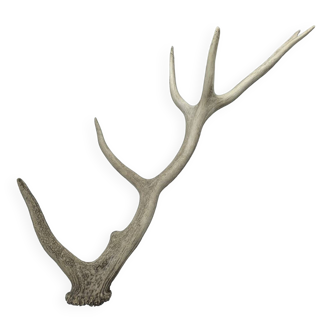 Deer antler taxidermy