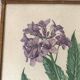 Botanical posters, flower and lemon lithographs, metal frame